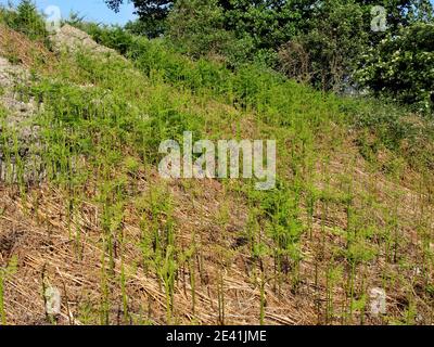 bracken fern (Pteridium aquilinum), Triebe einer Population im Frühjahr, Deutschland Stockfoto