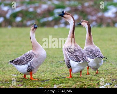 Chinesische Gänse (Anser cygnoides f. domestica), drei entflohene chinesische Gänse, die im Winter auf einer Wiese standen und sich umschauten. Dies ist eine Art von Stockfoto