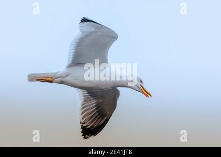 Kaspische Möwe (Larus cachinnans, Larus cachinnans cachinnans), auf der Suche nach Beute im Flug und rufen, Deutschland, Bayern Stockfoto