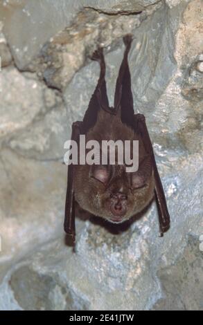 Mediterrane Hufeisenfledermaus (Rhinolophus euryale), hängt von einem Bogen einer alten Abtei, Kroatien, Istrien, Klostar, Rovinj Stockfoto