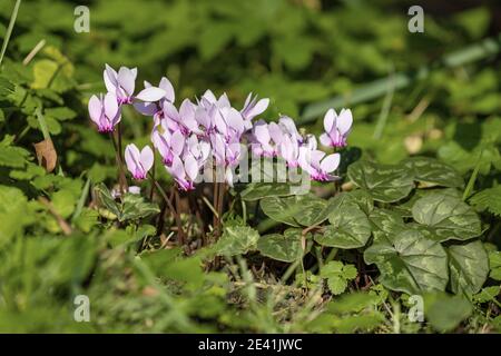 Ivy-blättrige Cyclamen, winterharte Cyclamen (Cyclamen hederifolium, Cyclamen hederaefolium, Cyclamen neapolitanum), blühend im Herbst, Deutschland Stockfoto