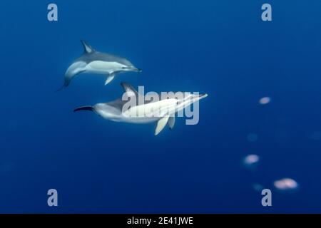 Gewöhnlicher Delphin, Kurzschnabeliger gewöhnlicher Delphin, Satteldelfin, Kreuzspelfin (Delphinus delphis), zwei Delfine, die unter Wasser schwimmen, Side Stockfoto