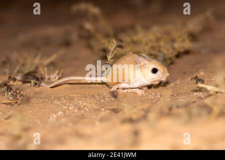 Große ägyptische Jerboa (Jaculus orientalis), auf sandigen Boden, Seitenansicht, Marokko, Westsahara, Oued Ed-Dahab, Aoussard Stockfoto