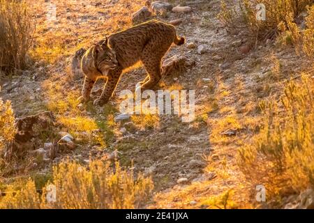 Iberischer Luchs (Lynx Pardinus), Weibchen, die auf steinigem Boden laufen, Seitenansicht, Spanien, Andalusien Stockfoto