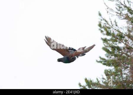 auerhahn, Waldhuhn (Tetrao urogallus), Männchen im Flug, Finnland Stockfoto