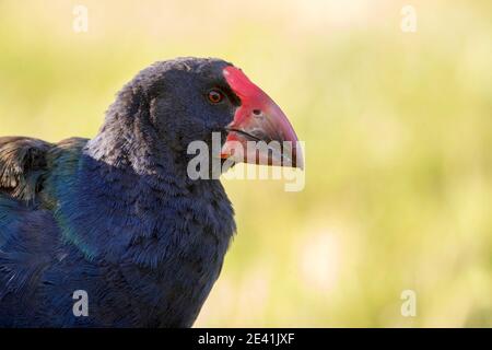 Südinsel takahe, notornis, takahe (Porphyrio hochstetteri), in einer Wiese, Porträt, Neuseeland, Nordinsel, Tawharanui Regional Park Stockfoto