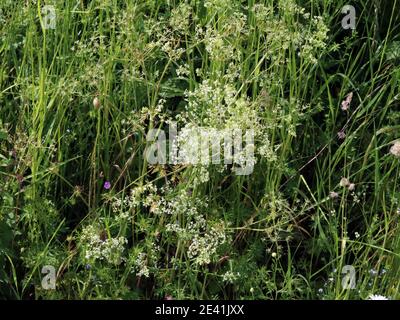 Große Hecke Bettstroh, glatt Bettstroh (Galium mollugo), blühend, Deutschland Stockfoto