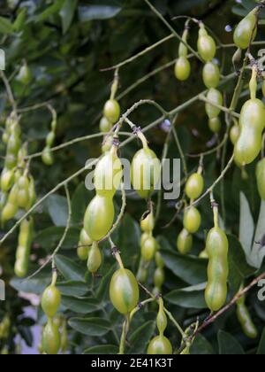 Japanischer Pagodenbaum (Styphnolobium japonicum, Sophora japonica), Früchte Stockfoto