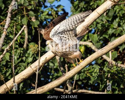 Ein gewöhnlicher Turmfalken (Falco tinnunculus) im Beddington Farmlands Nature Reserve in Sutton, London. Stockfoto