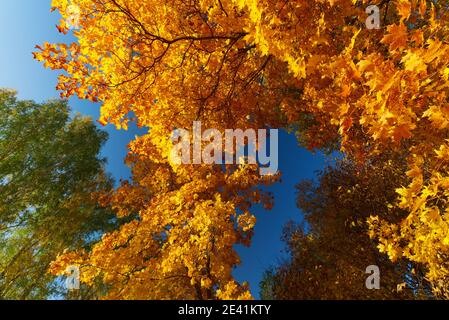 Leuchtende Farben des Herbstes im Wald. Ahorn mit gelben Blättern und Birke auf einem Hintergrund von klaren blauen Himmel. Ansicht von unten. Stockfoto