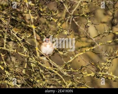 Ein Goldfink (Carduelis carduelis) im Naturschutzgebiet Beddington Farmlands in Sutton, London. Stockfoto