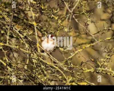 Ein Goldfink (Carduelis carduelis) im Naturschutzgebiet Beddington Farmlands in Sutton, London. Stockfoto
