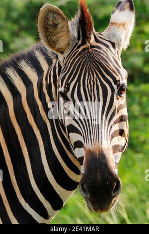 Ein männlicher Zebra, der im dicken Busch waliking. Stockfoto