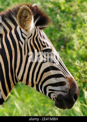 Ein Nahaufnahme-Kopfschuss eines Zebras; Stockfoto