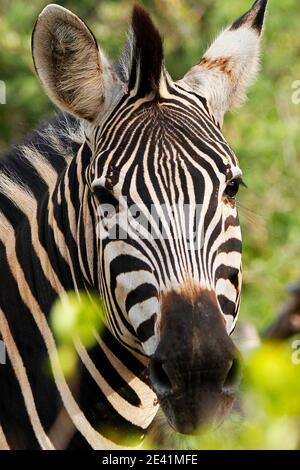 Ein Nahaufnahme-Kopfschuss eines Zebras; Stockfoto