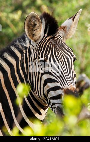 Ein Nahaufnahme-Kopfschuss eines Zebras; Stockfoto