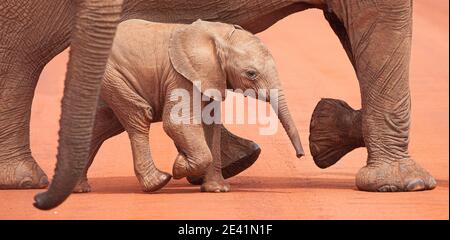 Baby afrikanische Elefant Loxodonta Africanus läuft mit der Herde über eine unbefestigte Straße in Tsavo Nationalpark Kenia Stockfoto