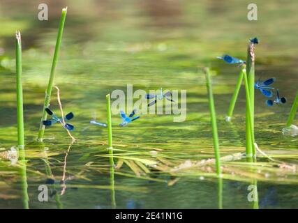 Gebänderte Demoiselle Calopteryx splendens Männchen im Sparringflug auf dem River Lea in Essex UK Stockfoto