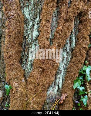 Dicke Luftwurzeln von Ivy Hedra Helix auf einer Flechte Bedeckter Baumstamm - bedeckt mit feinen "Haaren" Wurzeln in Eine feuchte Waldlandschaft - Somerset UK Stockfoto