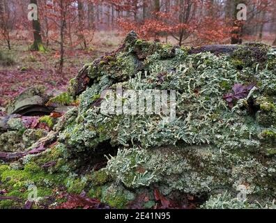 Verrottet ein langgefallener Baum, der mit Moosen und Pixie-Cup Cladonia Flechten im Savernake Forest in der Nähe von Marlborough Wiltshire UK bedeckt ist Stockfoto