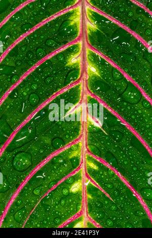 Blatt einer Gebetspflanze (Maranta leuconeura var massangeana) Stockfoto