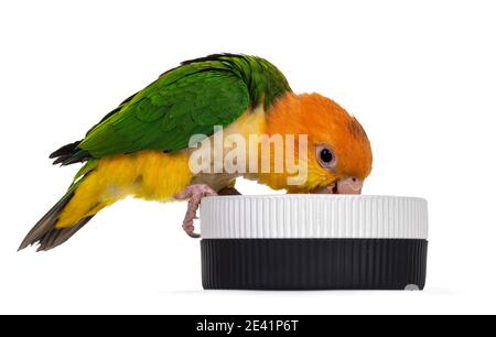 Junge weiße bauchige Caique Vogel, sitzend Seitenwege auf Rand der Futterschale. Kopf in Schüssel wie essen. Isoliert auf weißem Hintergrund. Stockfoto