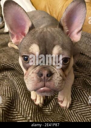 Französische Bulldogge, Puppy, auf EINER Couch liegend Stockfoto