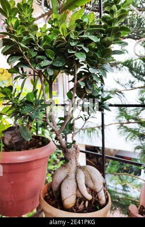 Selektive Fokus Schuss von Zimmerpflanze ficus microcarpa Ginseng in einem Blumentopf Stockfoto