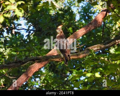 Red-tailed Hawk: Ein Red-tailed Hawk Greifvogel, der auf einem Baumzweig thront und auf seiner Schulter inmitten eines Waldes auf einer sonnigen Sommertagesjagd blickt Stockfoto