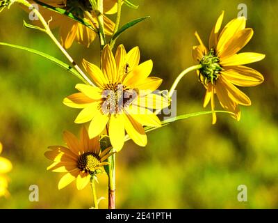 Nahaufnahme der gelben Wildblume: An einem Sommertag auf einem Feld kann man eine Ameise auf dem Blütenblatt einer gelben Wildblume sehen Stockfoto