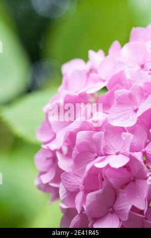 Vertikale Nahaufnahme von rosa Hortensien Blumen mit Wassertröpfchen Stockfoto