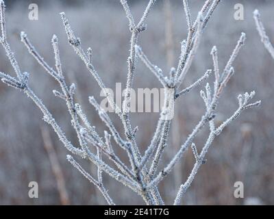 Frostbedeckte Äste: Nahaufnahme von kleinen, frostbedeckten Ästen an einem frühen Wintermorgen Stockfoto