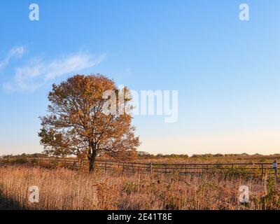 Herbstlandschaft mit Bäumen und Himmel: Frühherbstlandschaft, die einen Baum mit bunten Blättern an einem Landzaun mit ein paar Wolken zeigt Stockfoto