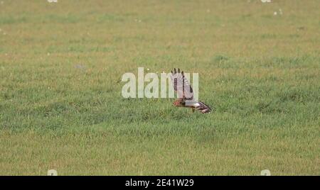 Henne-Harrier, Circus cyaneus fliegt über das Feld Stockfoto
