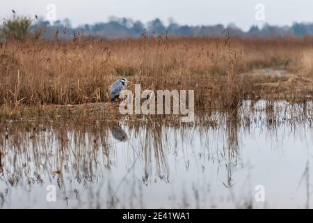 Ardea cinerea - Graureiher in reedbed Feuchtgebiet ii. Strumpshaw Fen RSPB, Januar 2021 Stockfoto