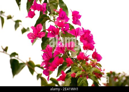 Bougainvillea ist eine Gattung von dornigen Zierreben, Sträuchern oder Bäumen. Stockfoto