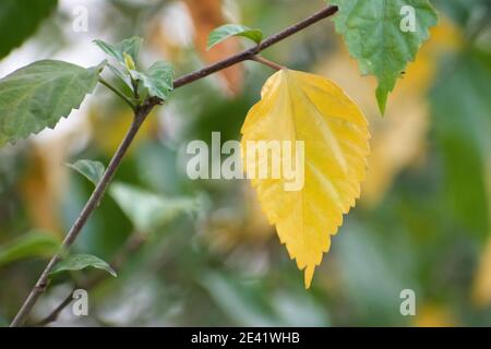 Gelbe Farbe Hibiskusblatt. Schöne kreative Aufnahme. Stockfoto