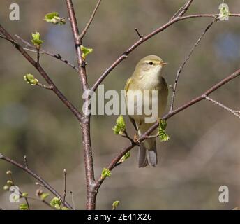 Weidenwaldsänger/ Vogel im Blattkeim / Birkenblätter Stockfoto