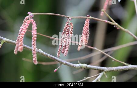 Selektive Fokus Schuss von getrockneten gemeinsamen Hasel Ohrringe auf seine Verzweigung Stockfoto