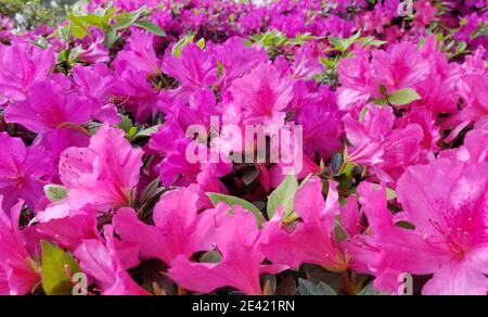 Azalea's in Spring - Houston, Texas Stockfoto