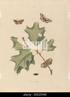 Druck gemacht von John Harris der Ältere, 1767â€“1832, Britisch, Phalaena Quernaria. Quercus Rubra (American Oak Beauty, Northern Red Oak), Platte 103 von James Edward Smith, The 'Natural History of the selter Lepidopterous Insects of Georgia', London, 1797, 1797. Gravur mit Original-Handfarbe auf Medium, leicht strukturiert, Creme Wove Papier. Eicheln, botanische Thema, Schmetterlinge, rote Eiche, Wissenschaft, Baum Stockfoto