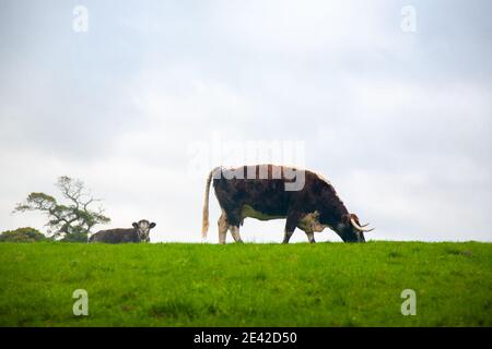 Englische lange Hornkühe grasen, Devon, England. Stockfoto