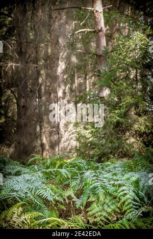Vertikale Aufnahme der Bäume und Farnpflanzen eingefangen Ein tropischer Wald Stockfoto