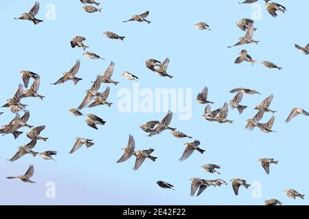 Rote Umfragen im Flug am Winterhimmel Stockfoto