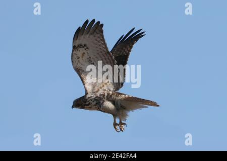 Red tailed Hawk in der Nähe der Eisenbahnbrücke an hellen Wintertag Stockfoto