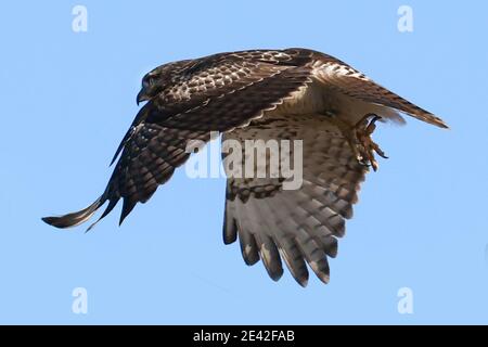 Red tailed Hawk in der Nähe der Eisenbahnbrücke an hellen Wintertag Stockfoto