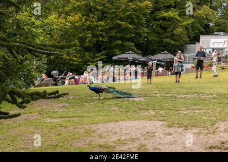 Aalborg, Dänemark - 25 Jul 2020: Viele Menschen im Aalborg Zoo an einem schönen Sommertag, Stockfoto