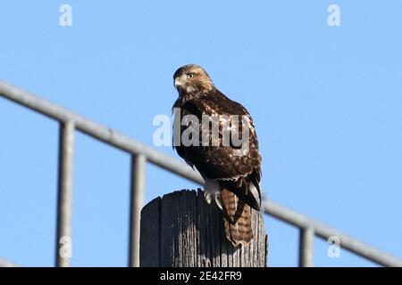 Red tailed Hawk in der Nähe der Eisenbahnbrücke an hellen Wintertag Stockfoto