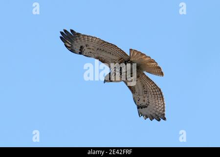 Red tailed Hawk in der Nähe der Eisenbahnbrücke an hellen Wintertag Stockfoto