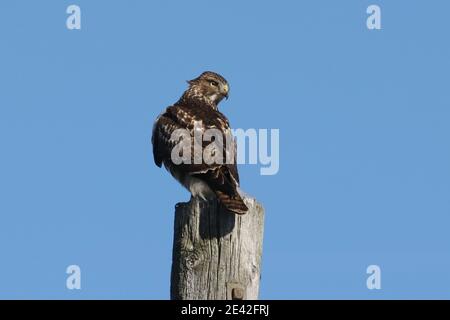 Red tailed Hawk in der Nähe der Eisenbahnbrücke an hellen Wintertag Stockfoto